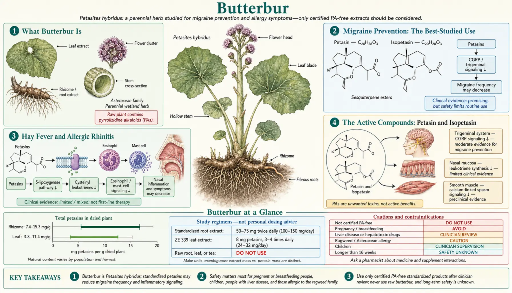 Butterbur — scientific infographic poster