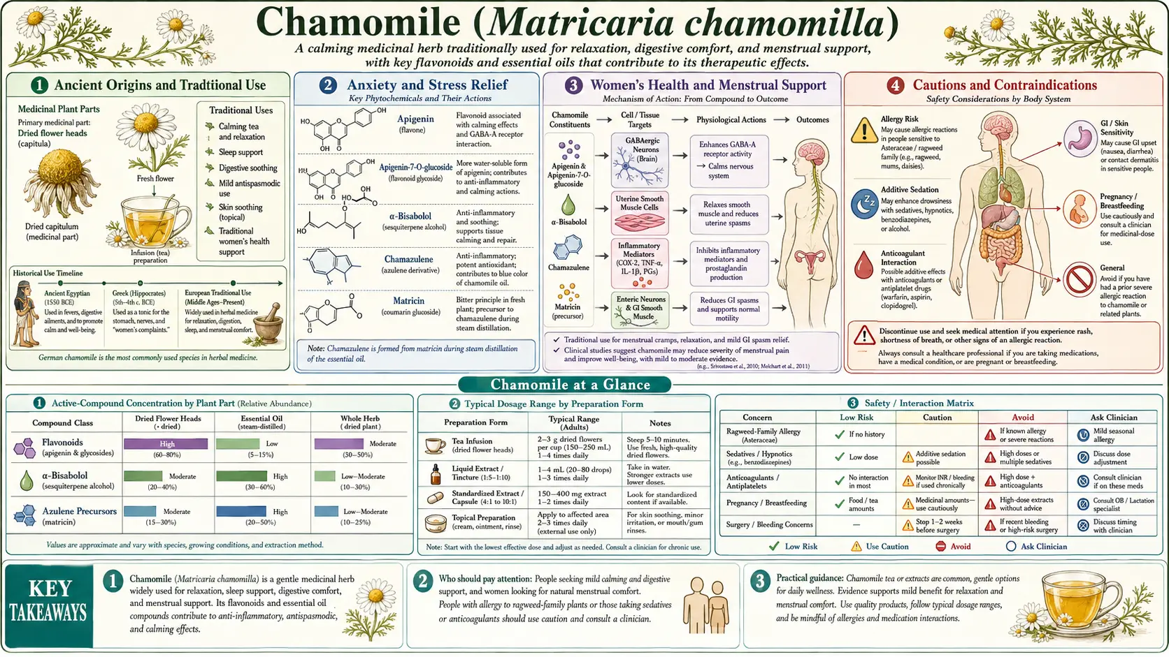 Chamomile — scientific infographic poster