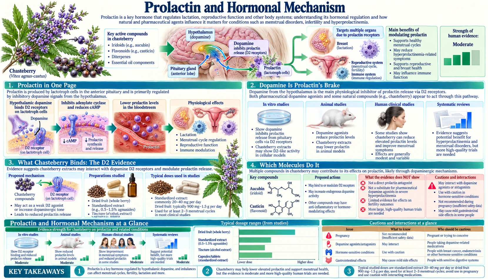 Prolactin and Hormonal Mechanism — scientific infographic poster