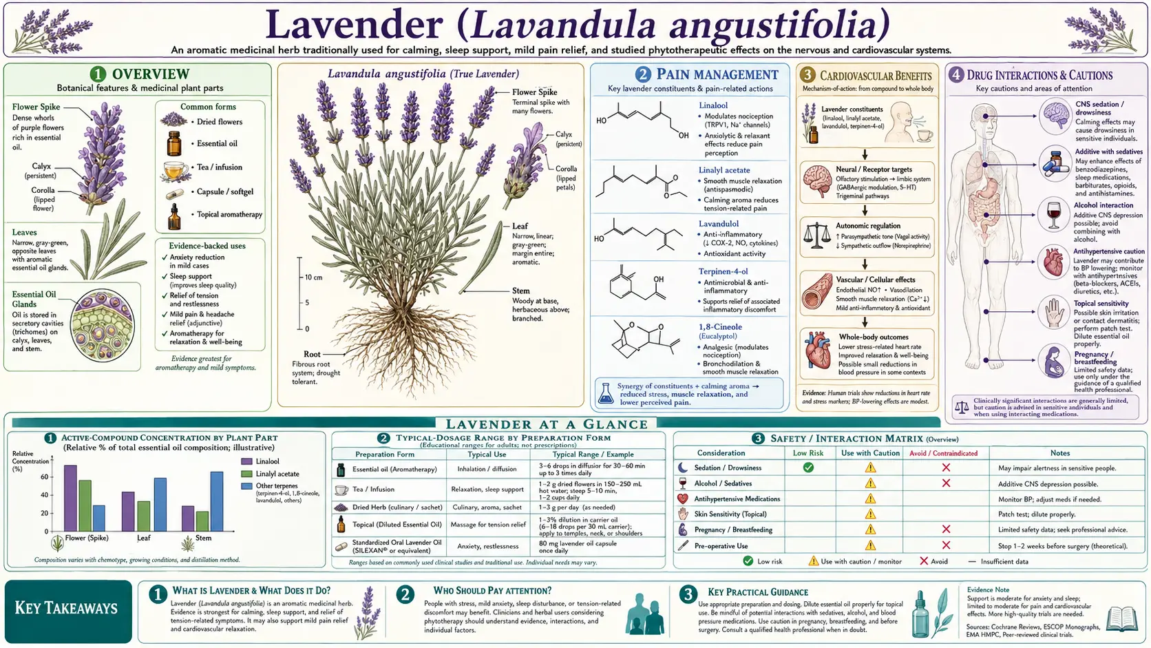 Lavender — scientific infographic poster