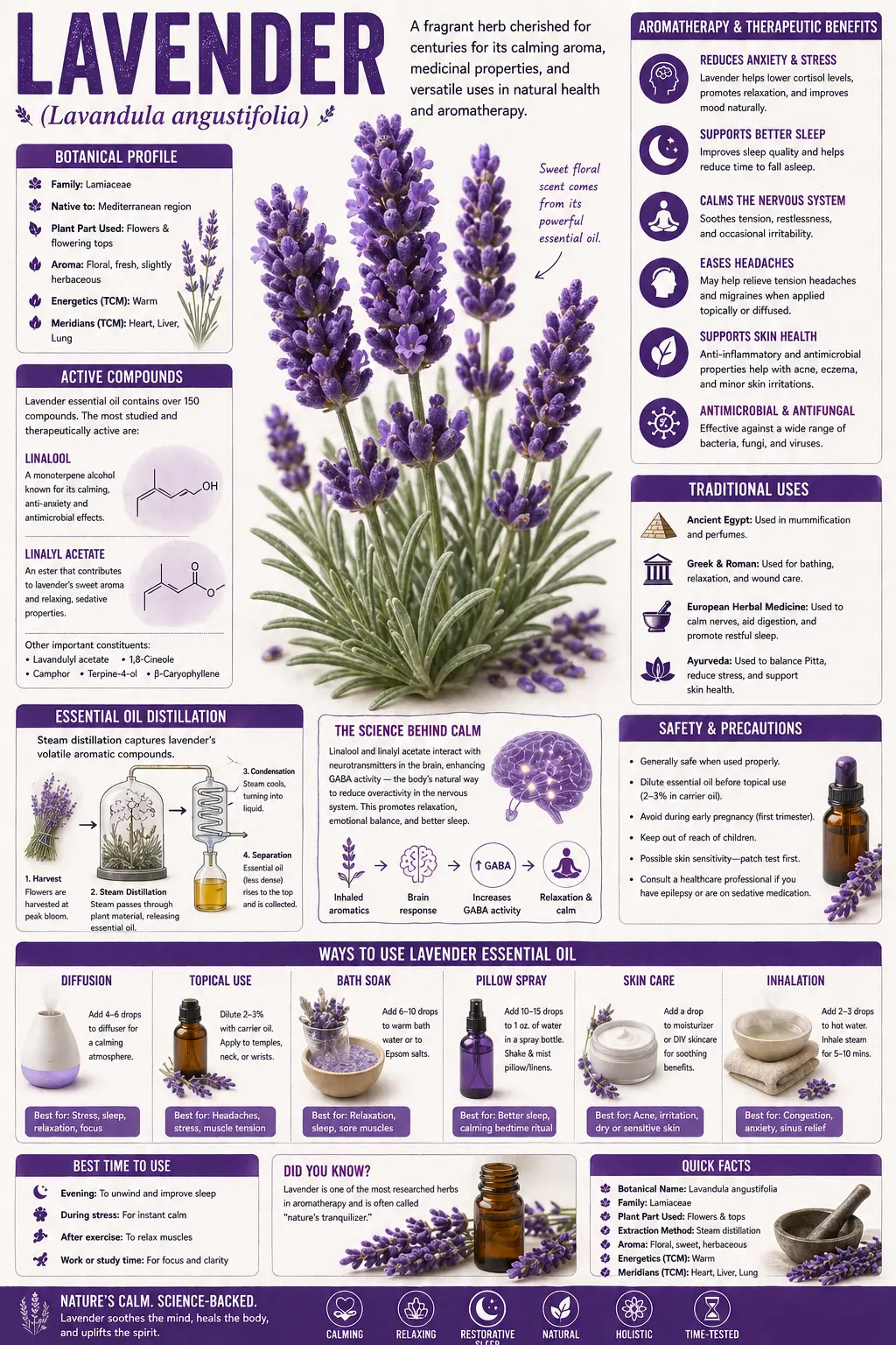 Lavender (Lavandula angustifolia)
