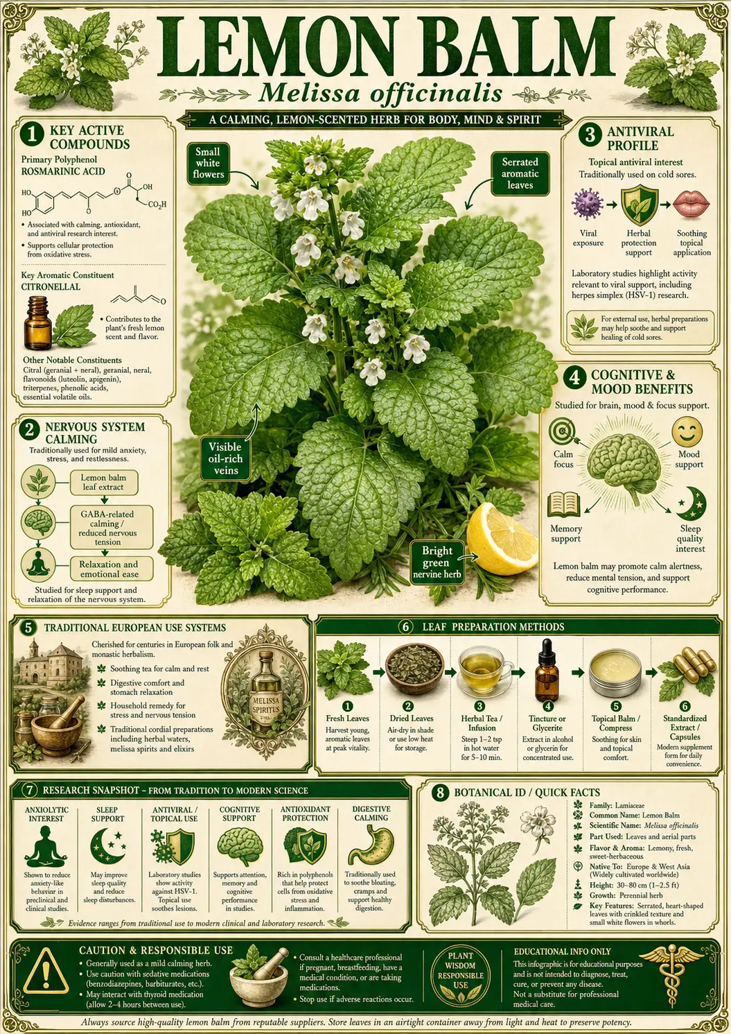 Lemon Balm (Melissa officinalis)