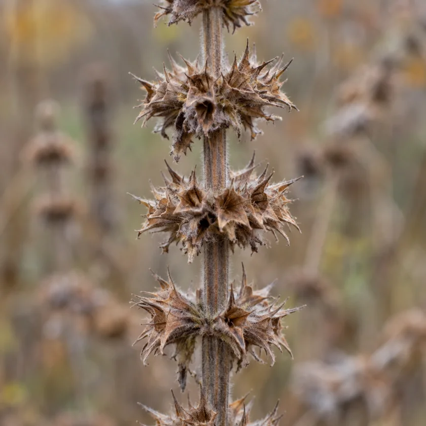 Motherwort's prickly seed heads in autumn
