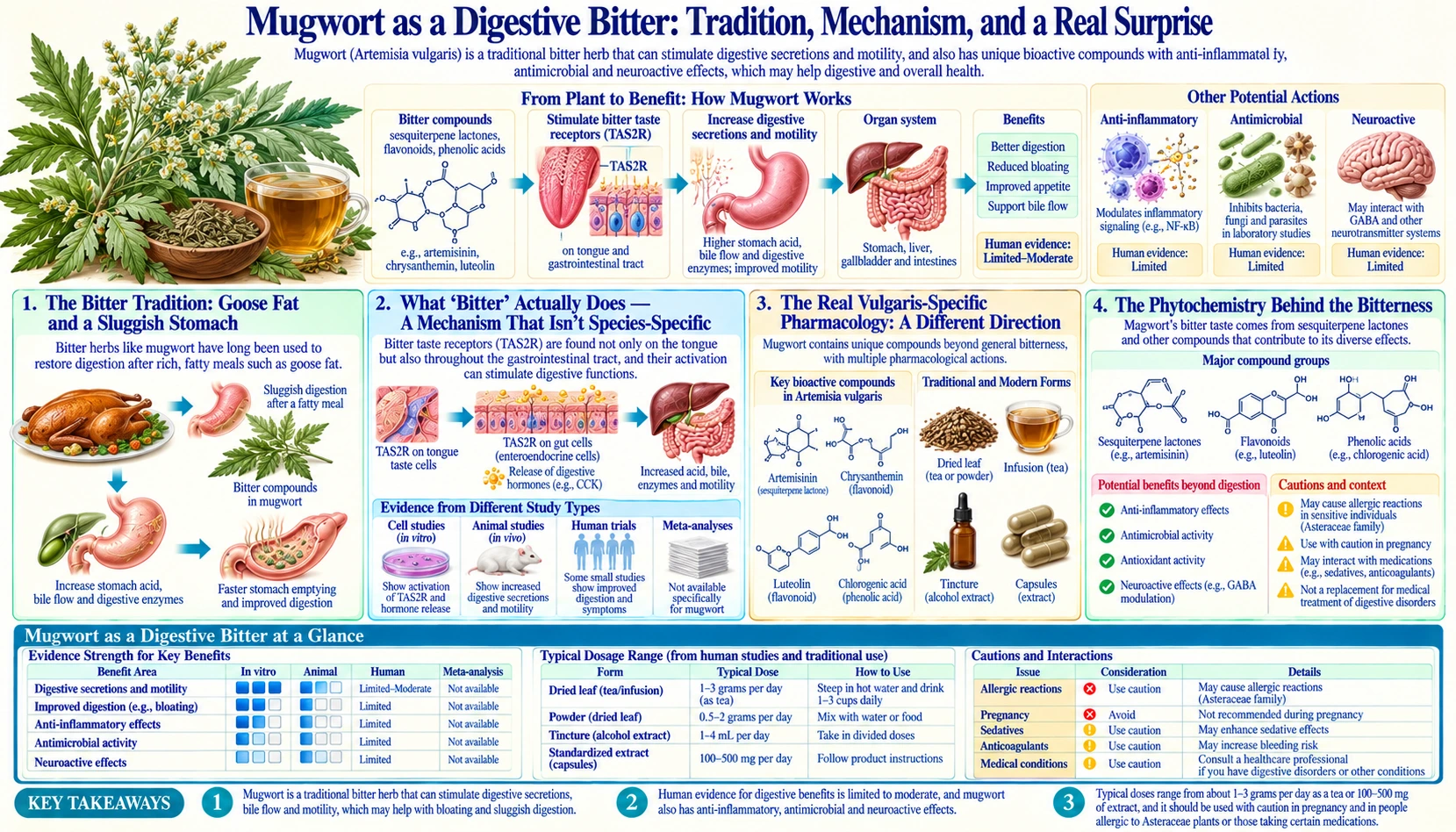 Digestive Bitter Tonic — scientific infographic poster