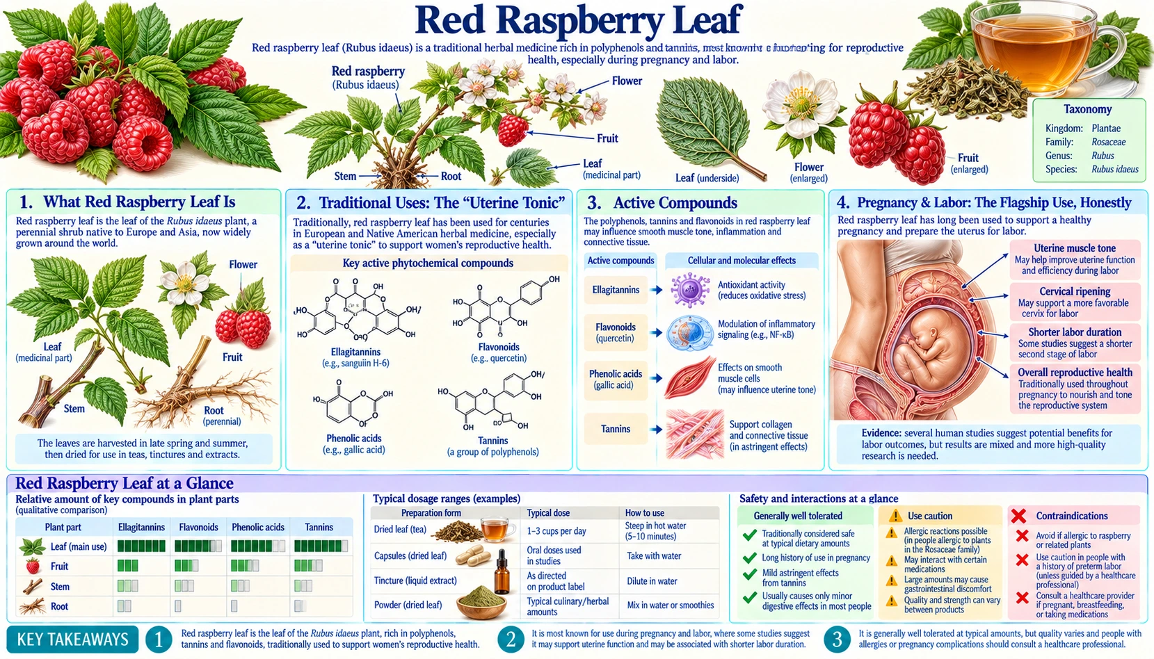 Red Raspberry Leaf — scientific infographic poster