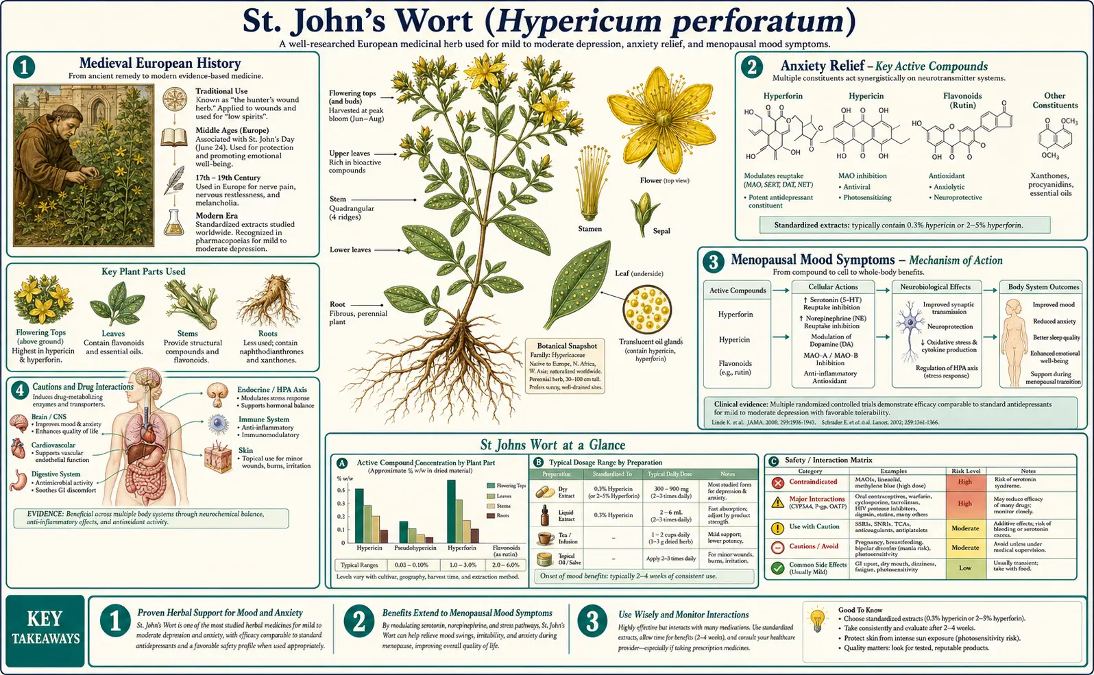 St Johns Wort — scientific infographic poster