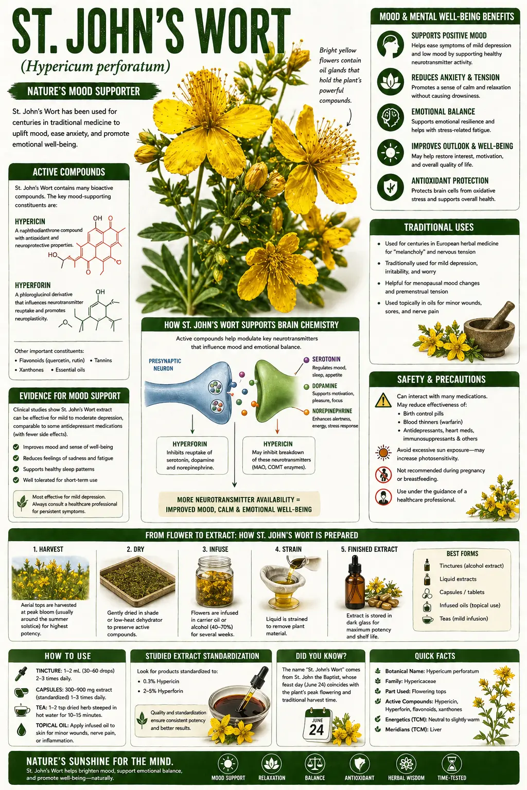 St. John's Wort (Hypericum perforatum)