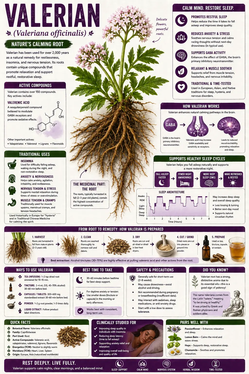 Valerian (Valeriana officinalis)