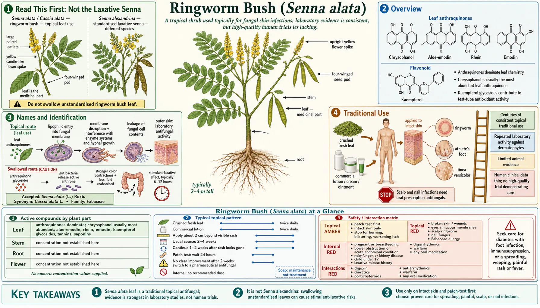 Cassia Alata — scientific infographic poster