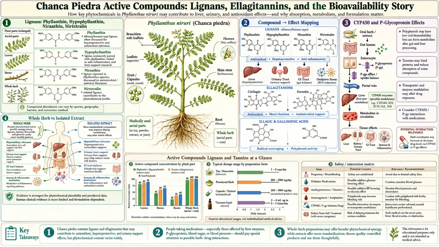Active Compounds Lignans and Tannins — scientific infographic poster
