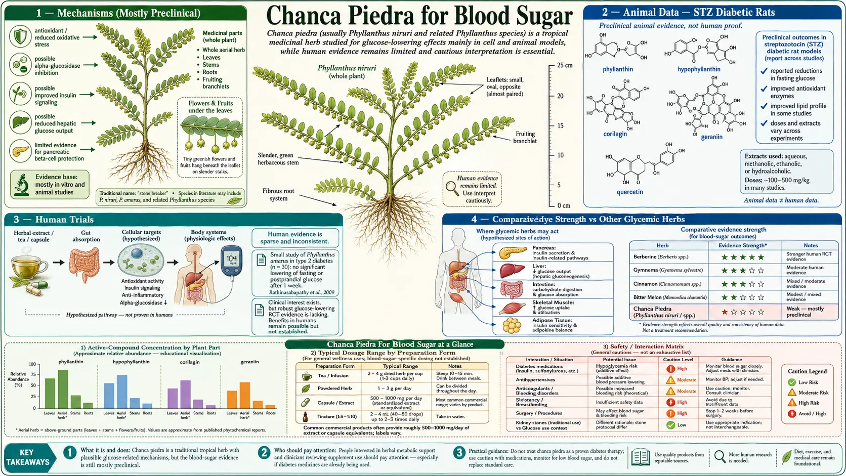 Blood Sugar — scientific infographic poster