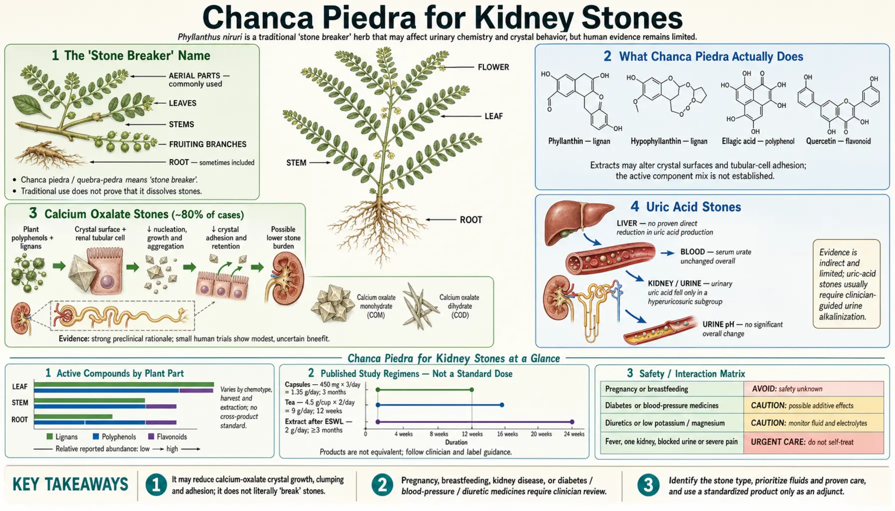 Kidney Stones — scientific infographic poster