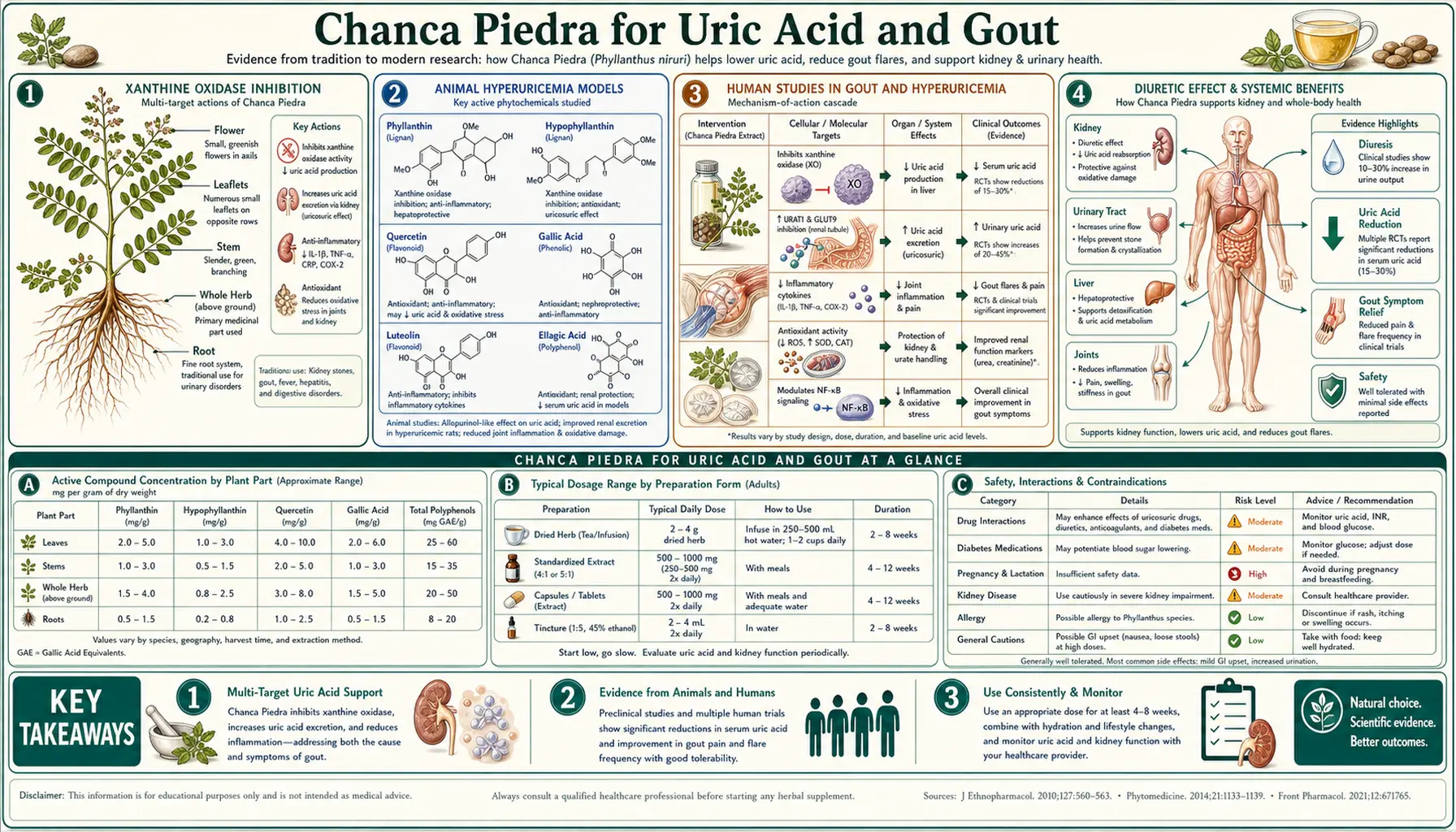 Uric Acid and Gout — scientific infographic poster