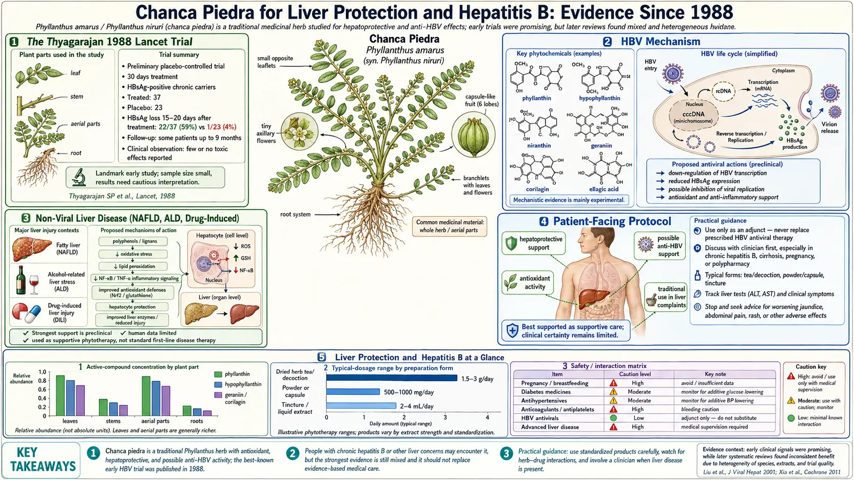 Liver Protection and Hepatitis B — scientific infographic poster