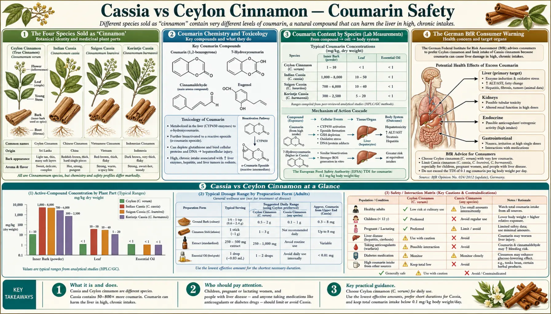 Cassia vs Ceylon and Coumarin — scientific infographic poster