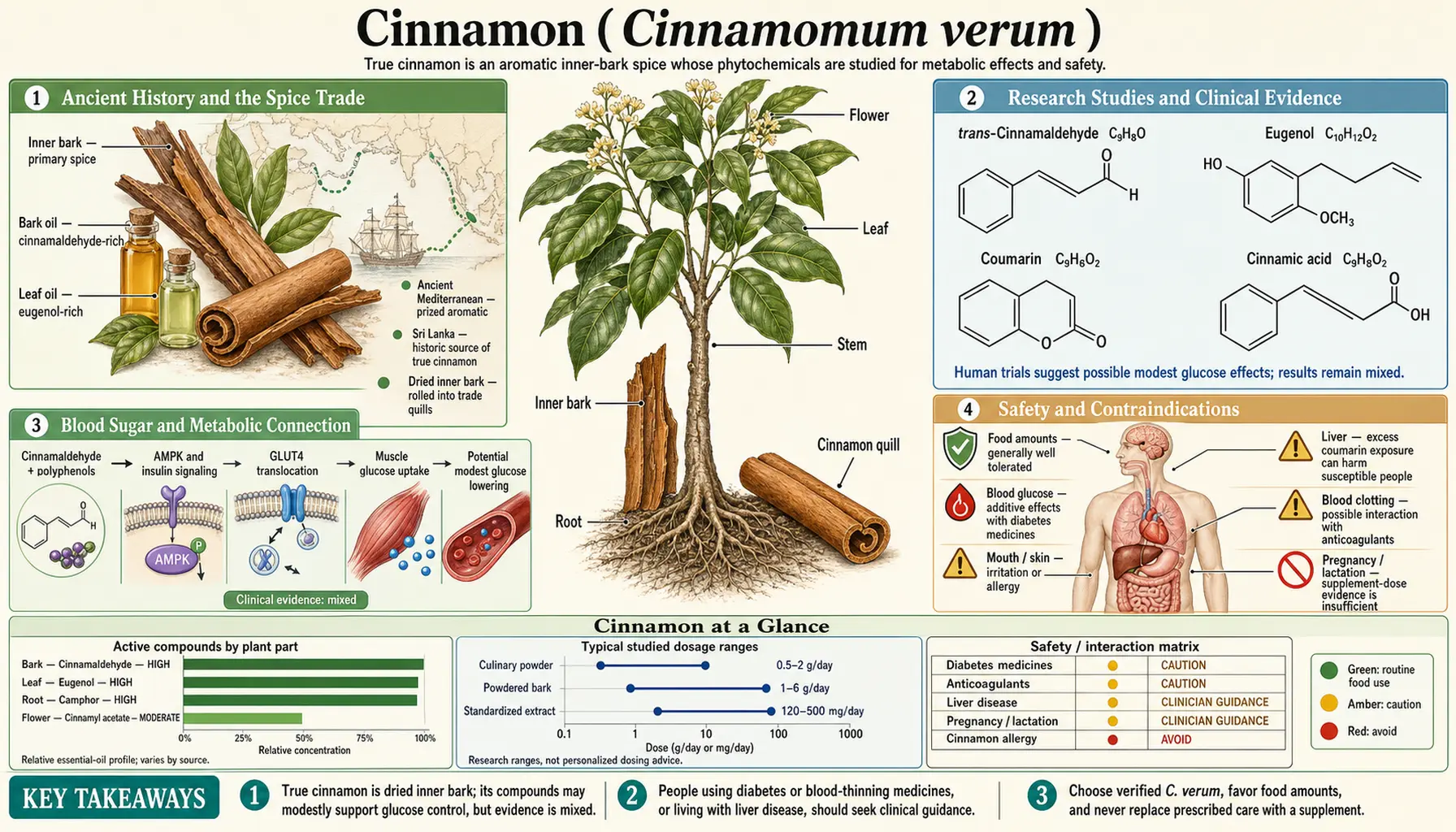 Cinnamon — scientific infographic poster