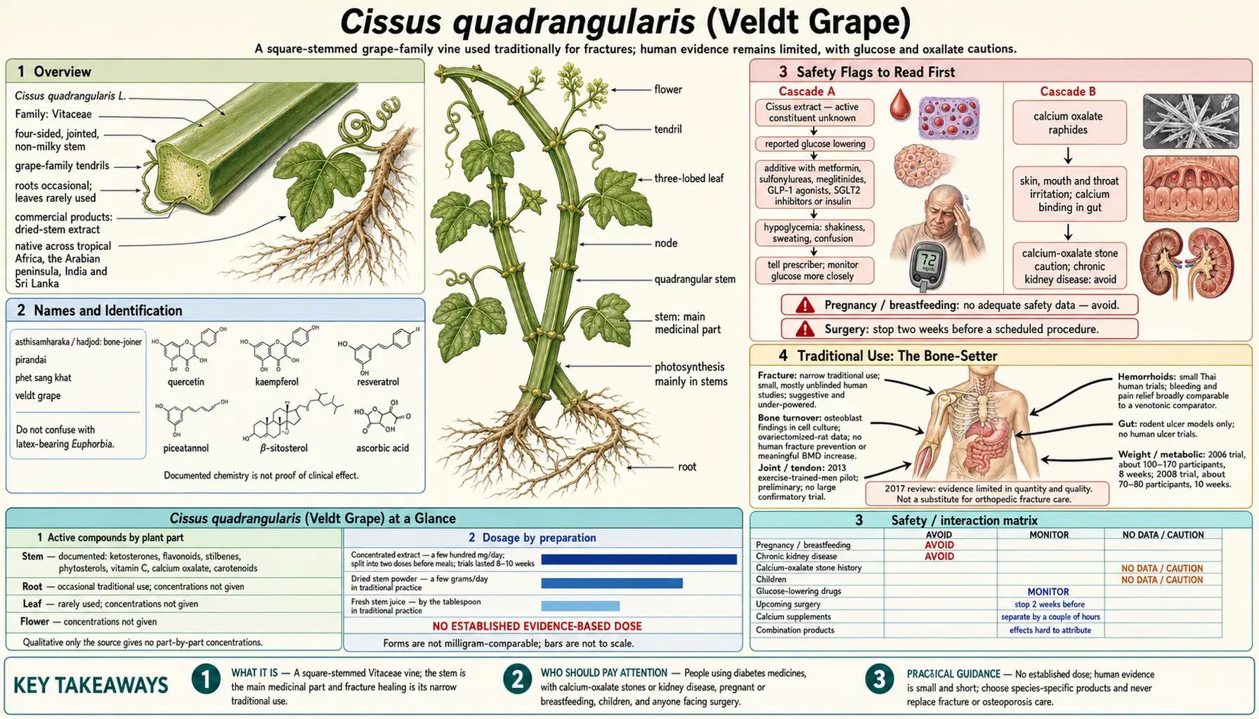 Cissus — scientific infographic poster