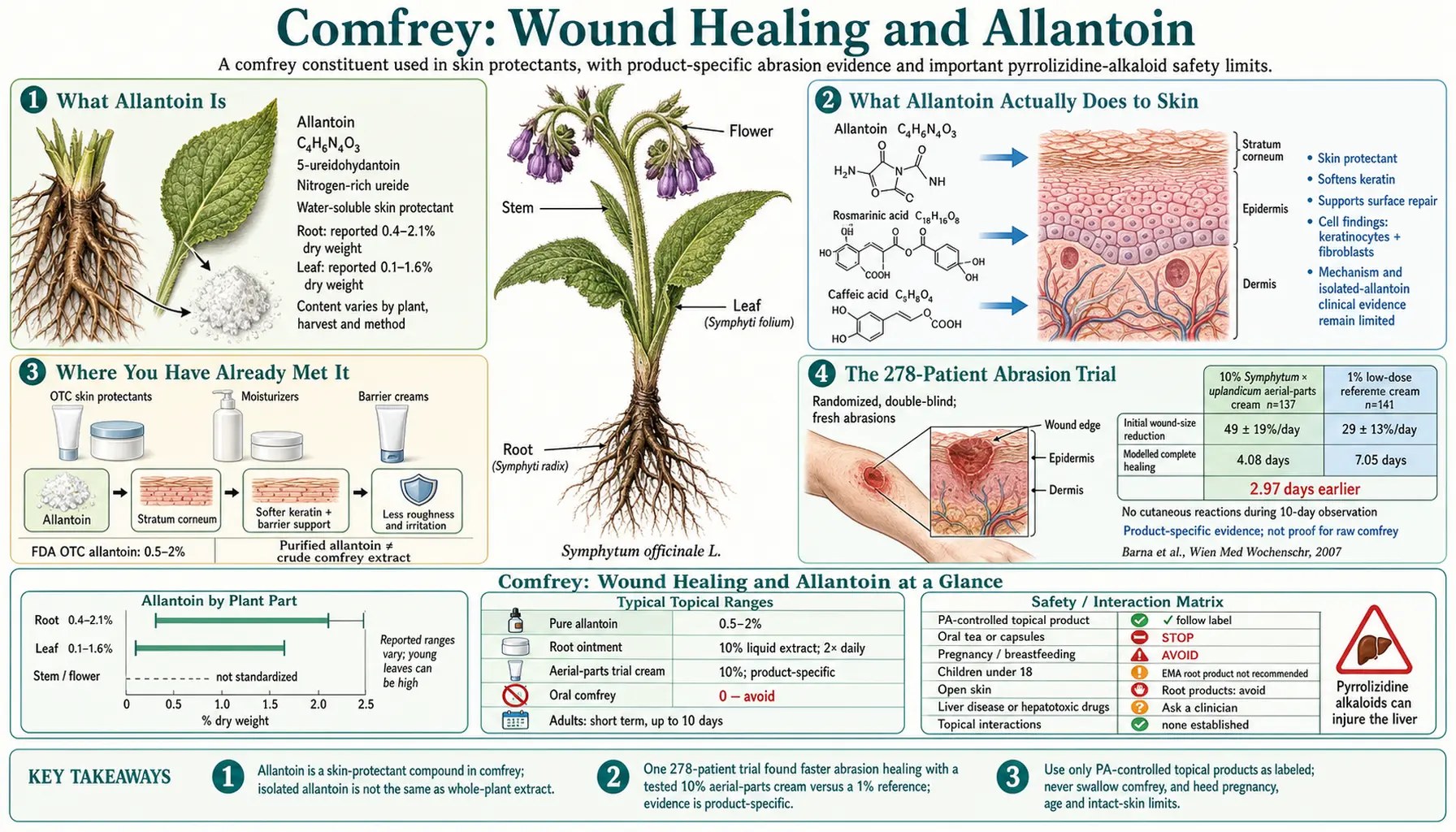 Wound Healing and Allantoin — scientific infographic poster