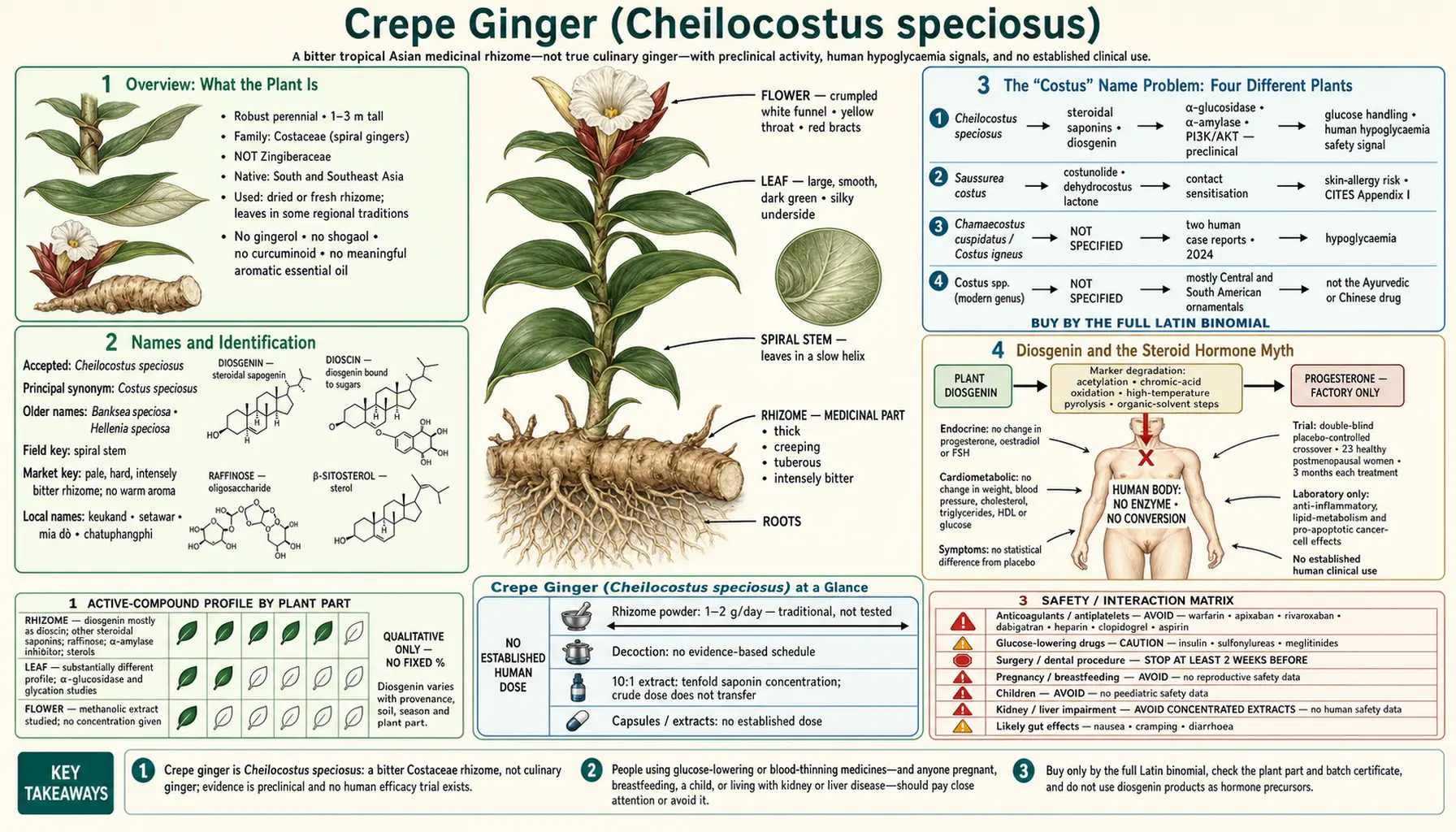 Costus — scientific infographic poster