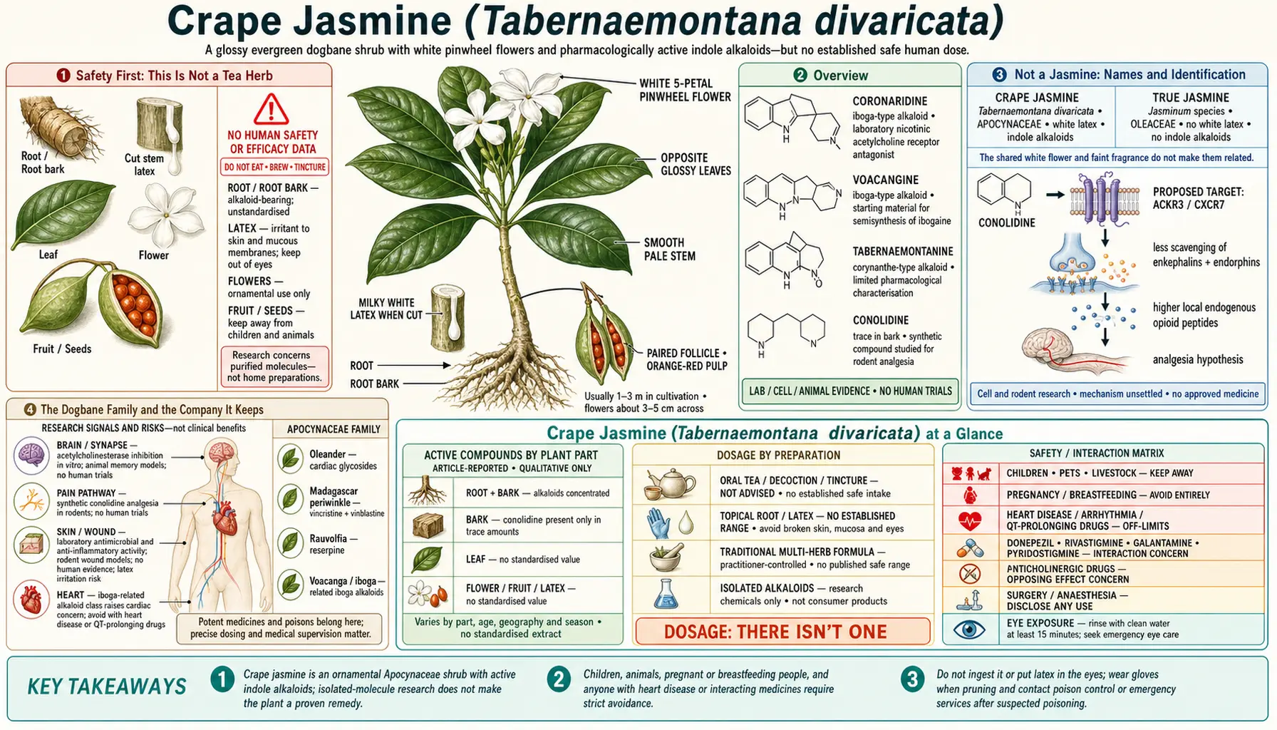Crape Jasmine — scientific infographic poster