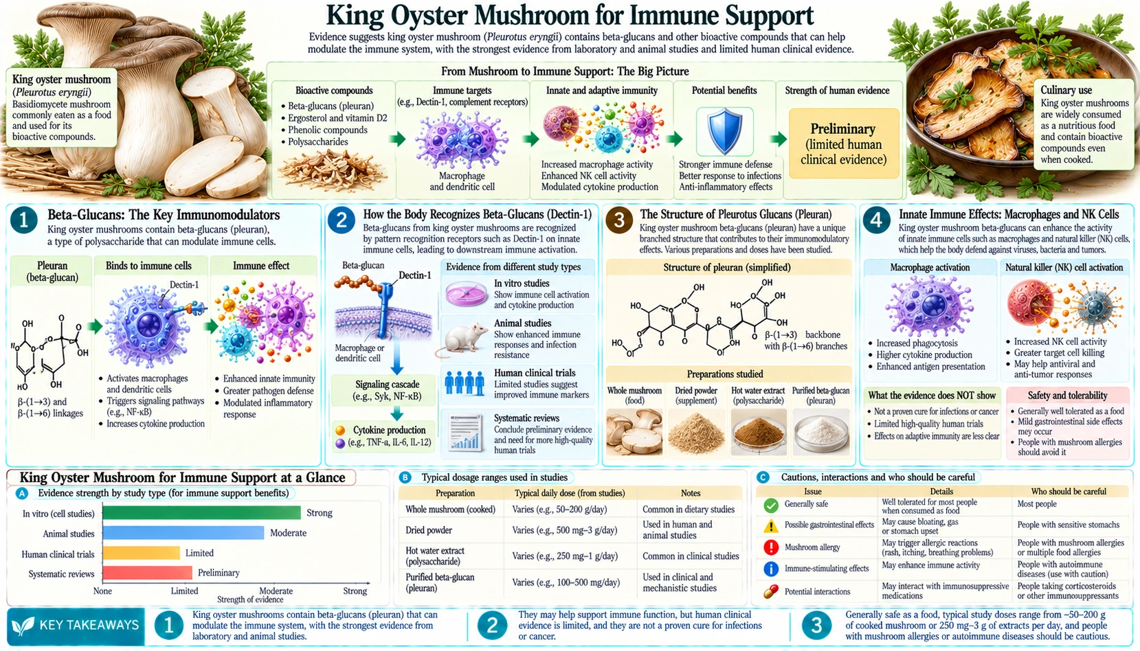 Immune Support — scientific infographic poster