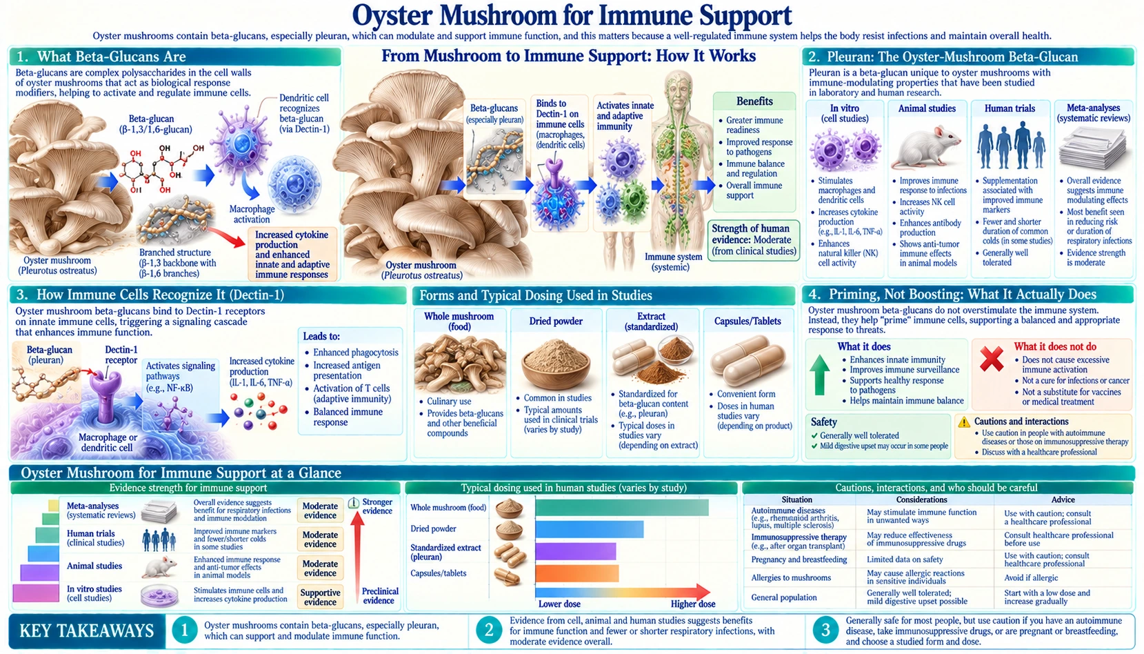Immune Support — scientific infographic poster