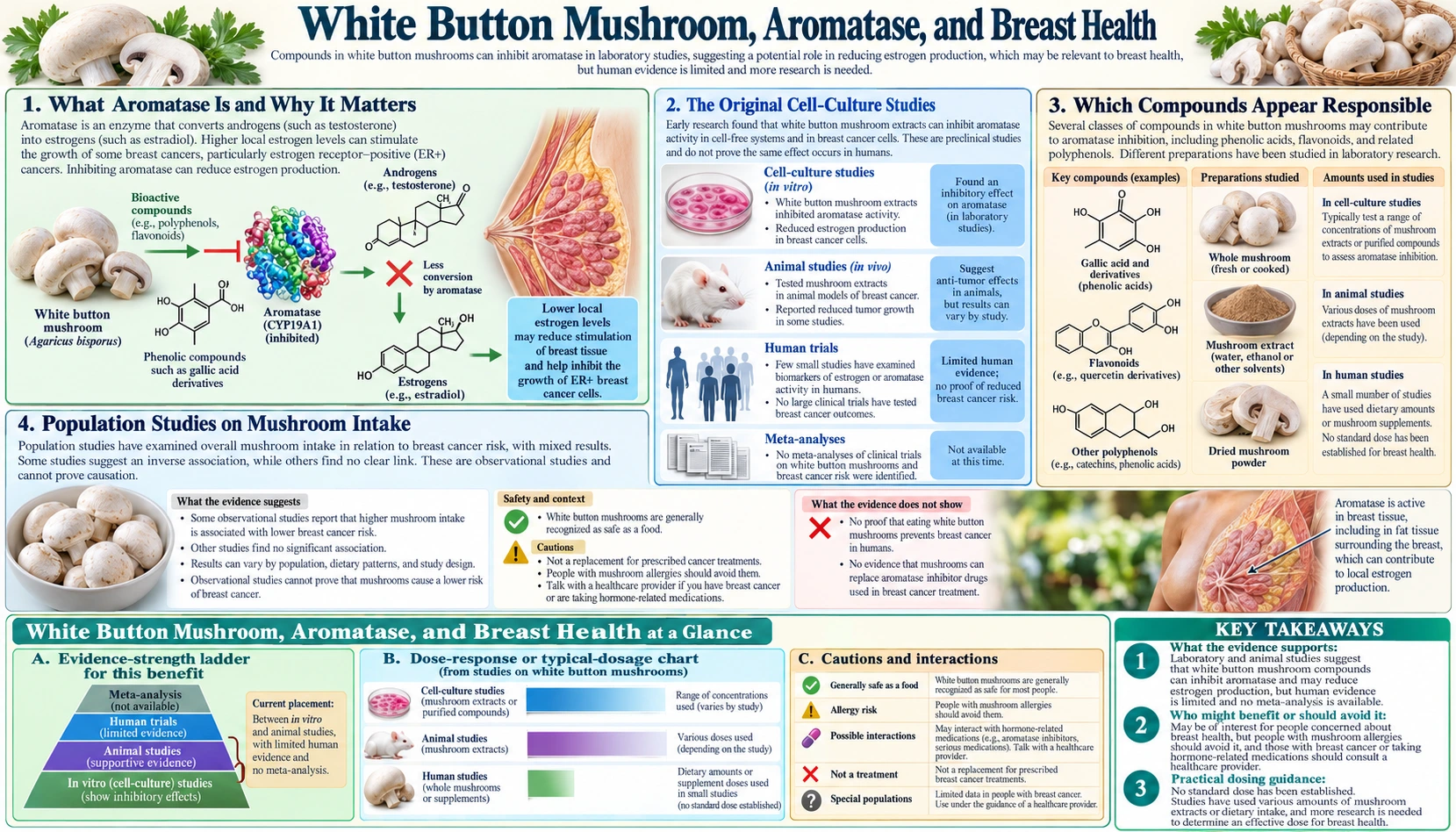 Breast Health and Aromatase — scientific infographic poster