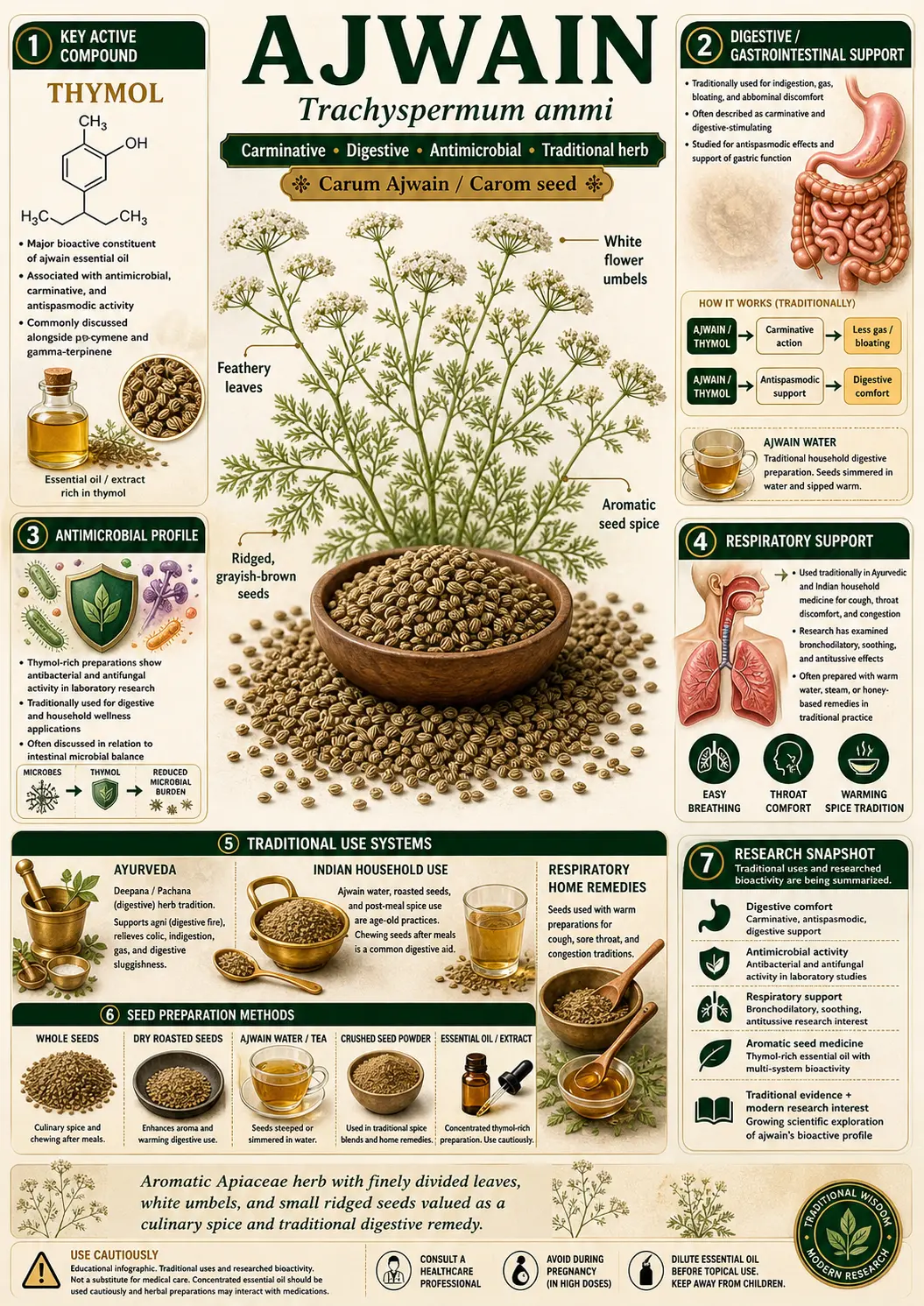 Botanical illustration of Trachyspermum ammi (ajwain) showing the full plant with roots, feathery leaves, white umbel flower clusters, and ridged seeds
