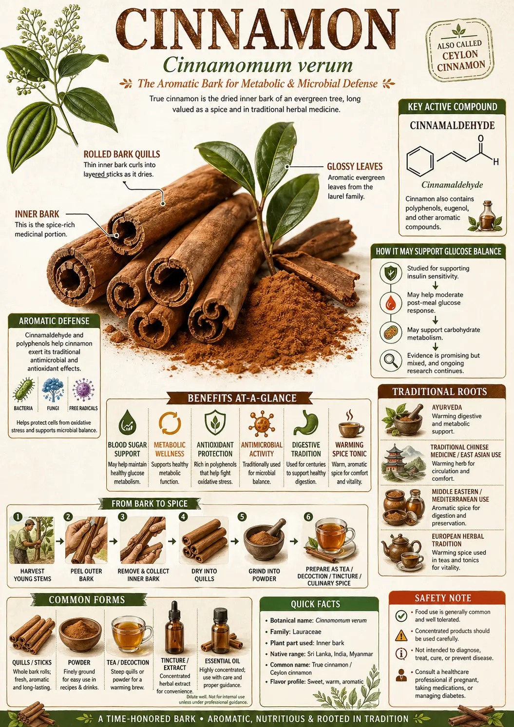 Botanical illustration of Cinnamomum verum (cinnamon) showing the plant with glossy leaves, flower clusters, bark strips, rolled cinnamon quills, and fruit