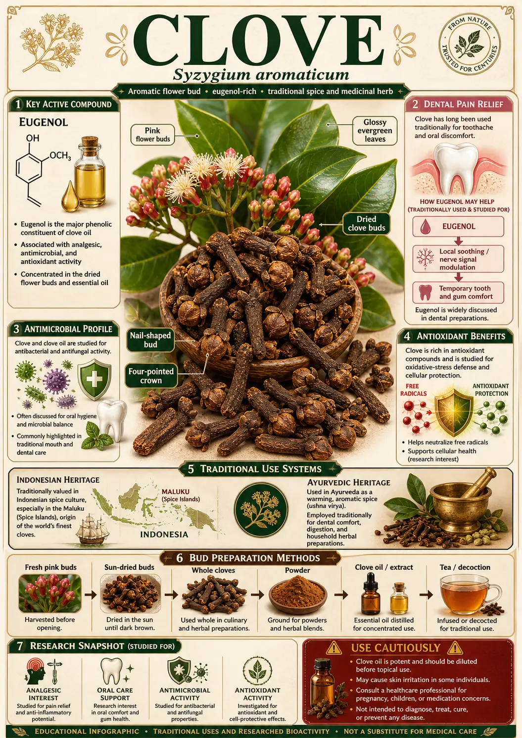 Botanical illustration of Syzygium aromaticum (clove) showing the plant with glossy leaves, flower buds, dried cloves, fruit, and seeds
