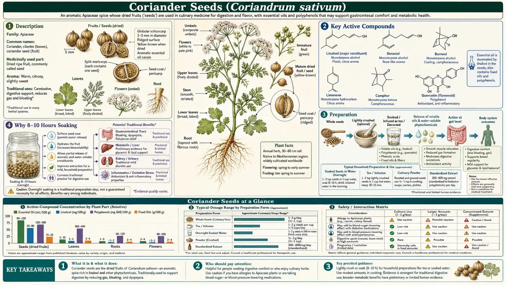 Coriander Seeds — scientific infographic poster