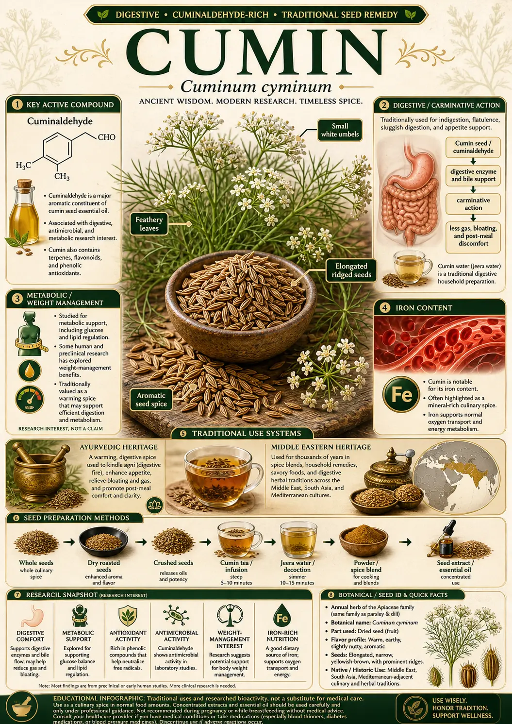 Botanical illustration of Cuminum cyminum (cumin) showing the full plant with roots, feathery leaves, white umbel flowers, and ridged elongated seeds