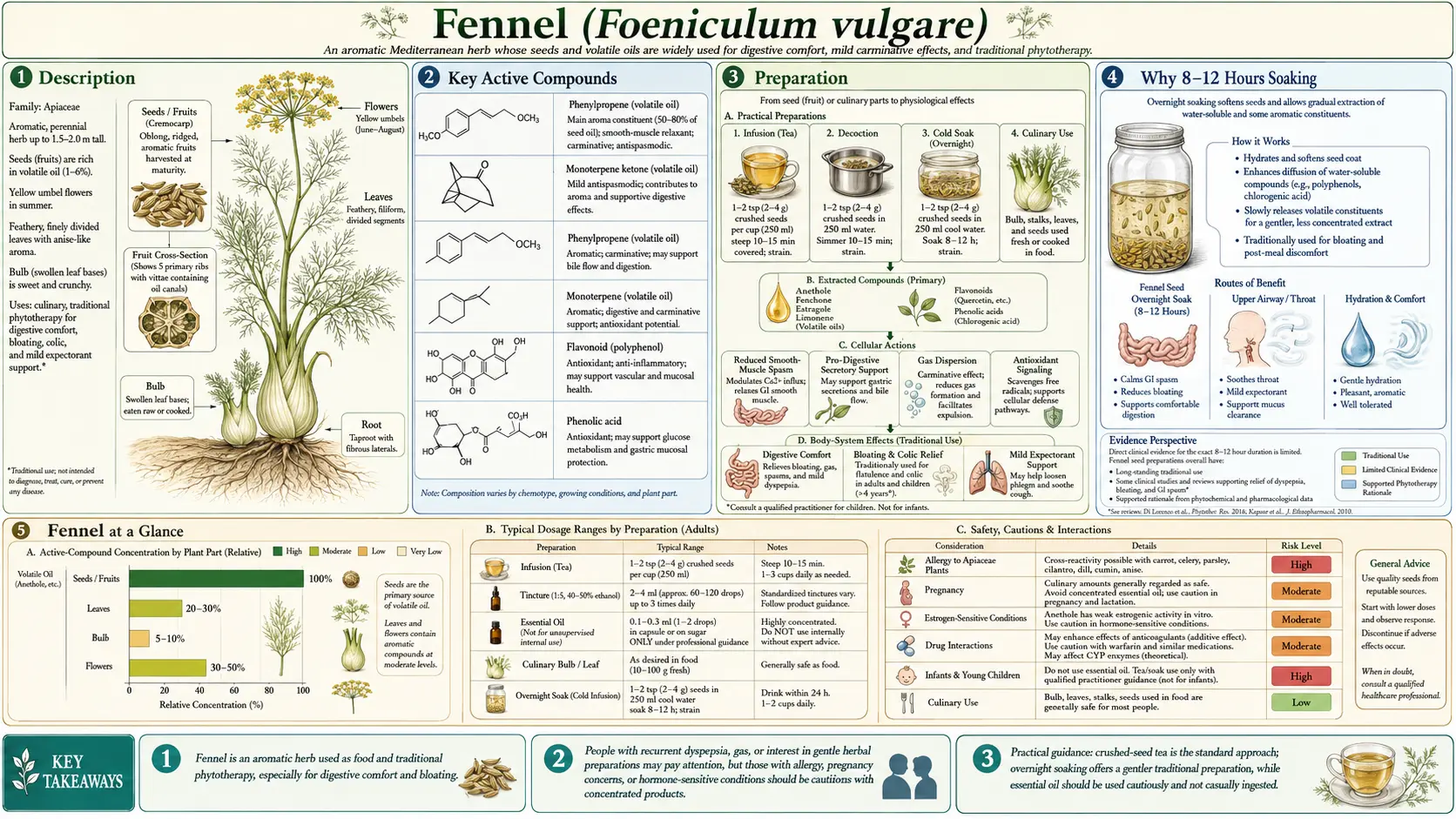 Fennel — scientific infographic poster
