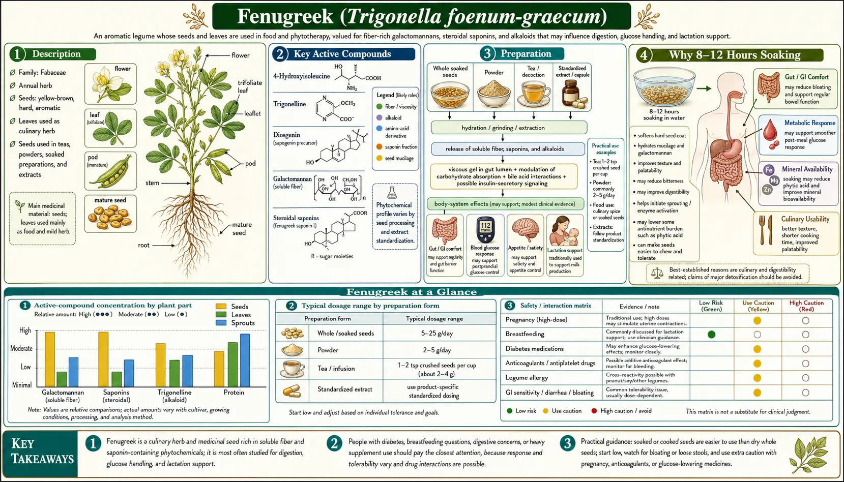 Fenugreek — scientific infographic poster