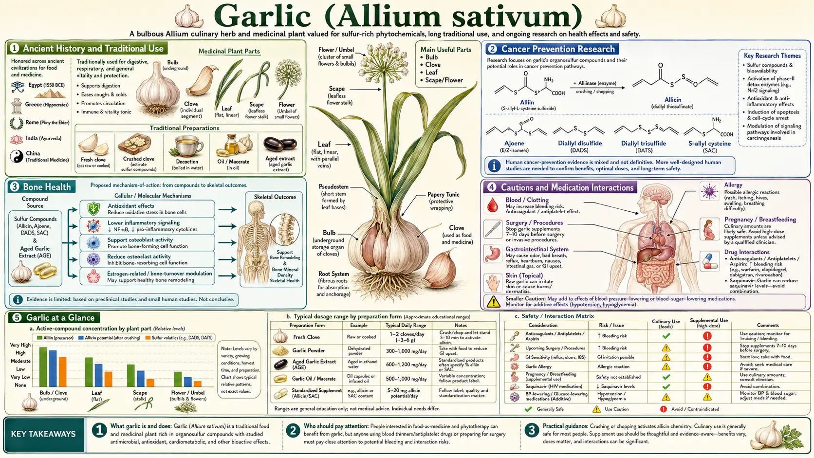 Garlic — scientific infographic poster