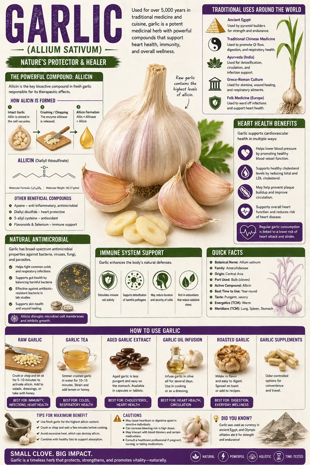 Botanical illustration of Allium sativum (garlic) showing the full plant with roots and bulb, long leaves, flower umbel, whole bulb, separated cloves, and scape