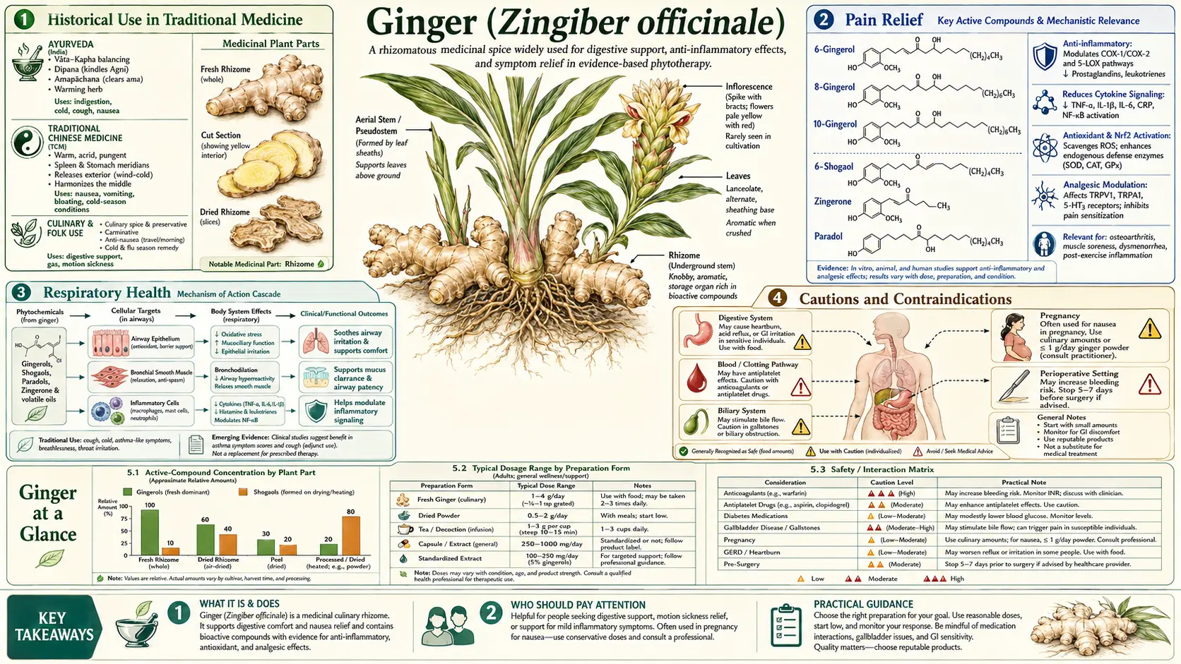 Ginger — scientific infographic poster