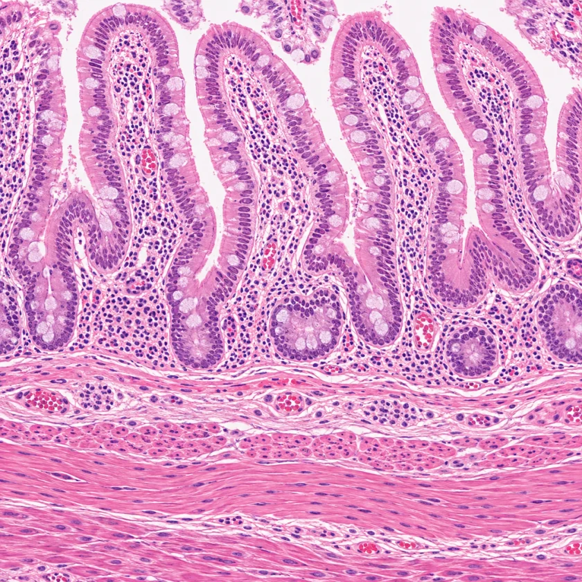 Small intestine lining under the microscope