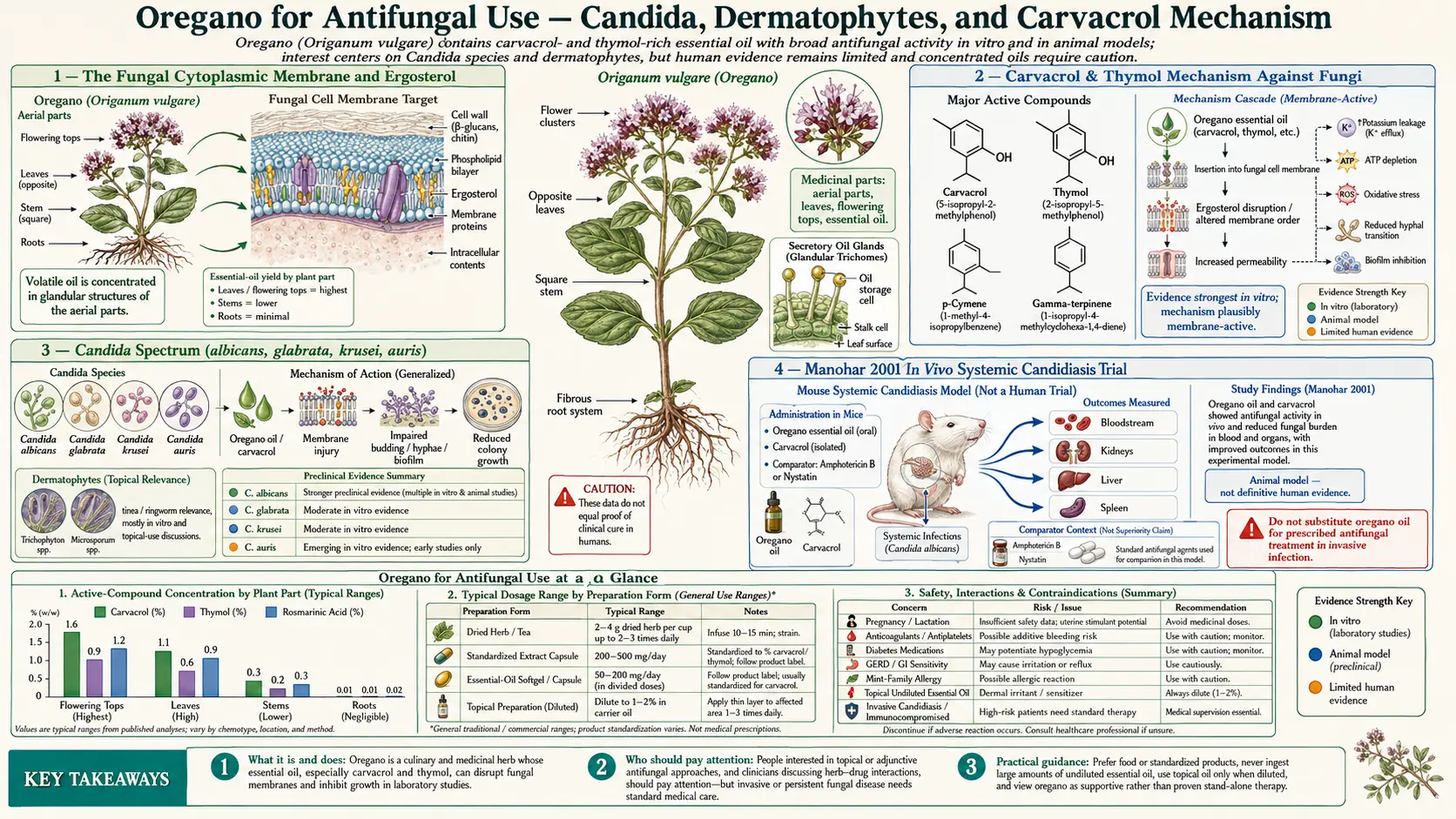 Antifungal — scientific infographic poster