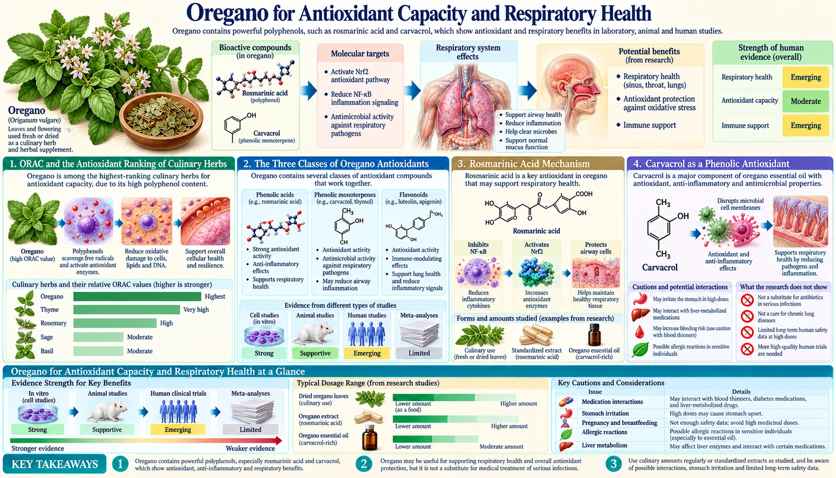 Antioxidant and Respiratory — scientific infographic poster