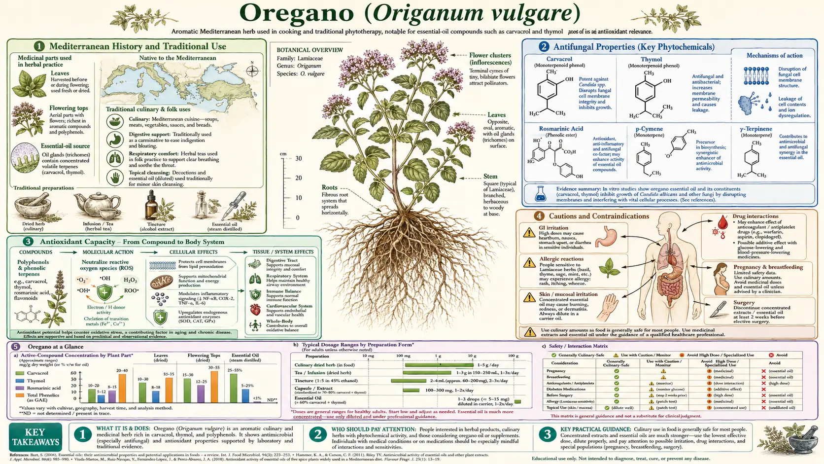 Oregano — scientific infographic poster
