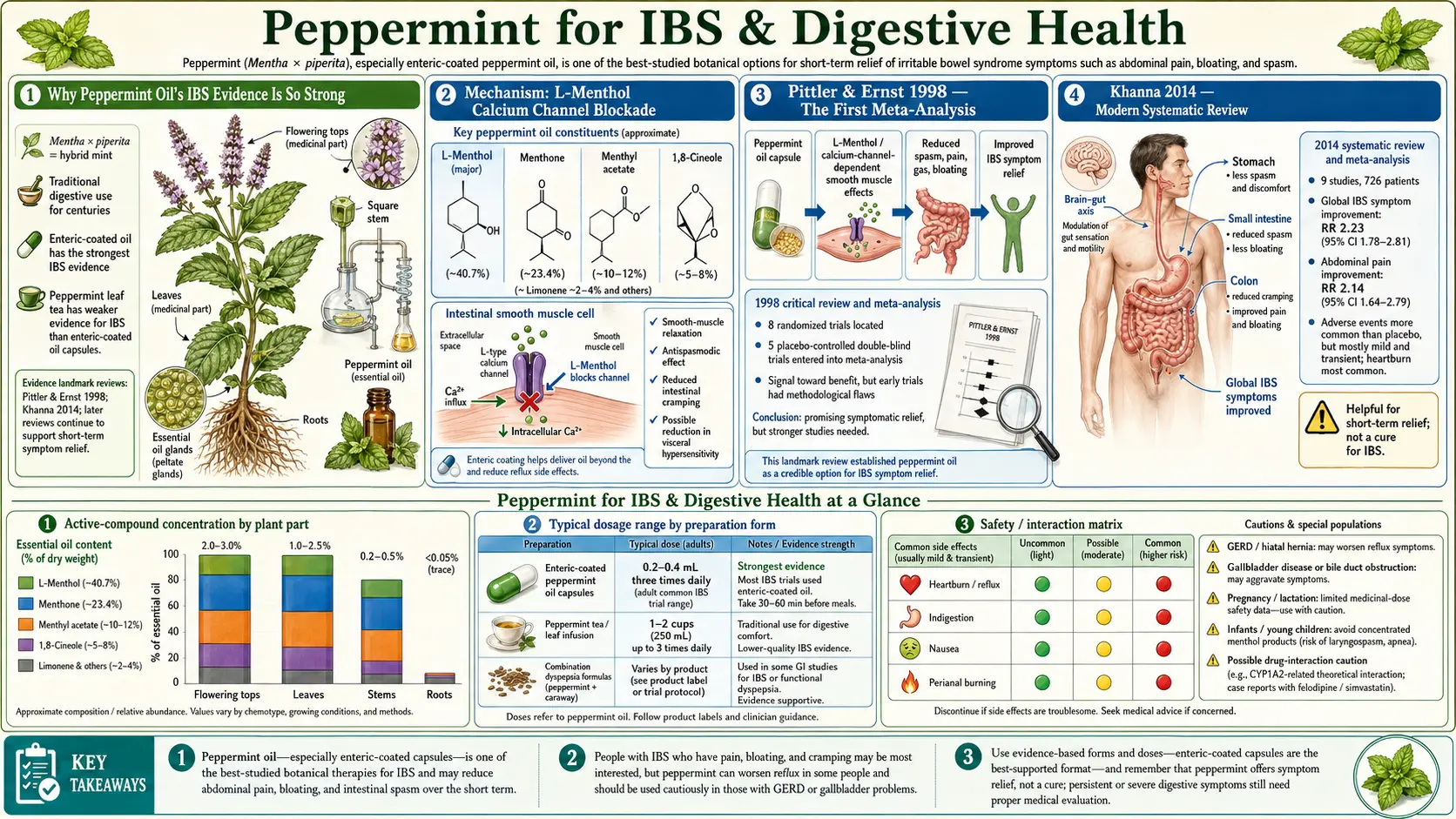 irritable bowel syndrome and Digestive — scientific infographic poster