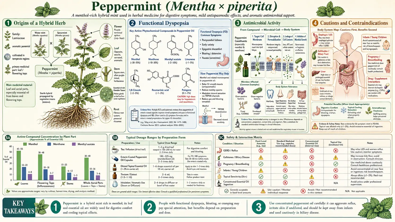 Peppermint — scientific infographic poster
