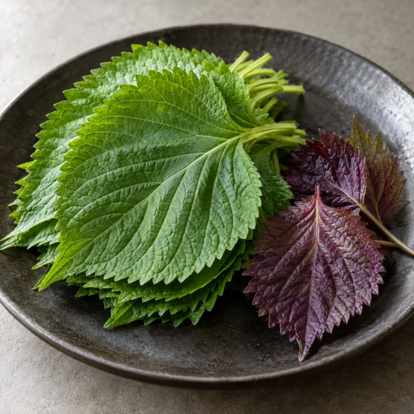 Green and purple perilla leaves