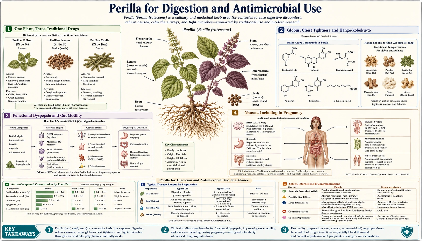 Digestive and Antimicrobial — scientific infographic poster