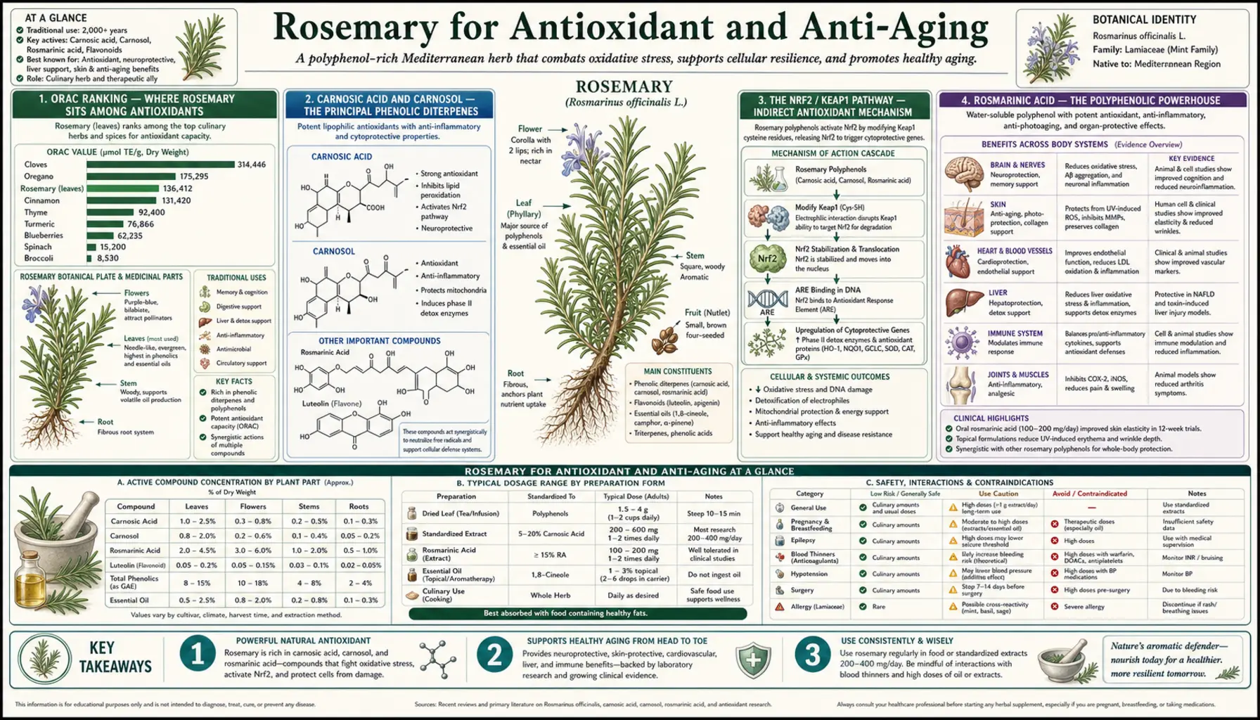 Antioxidant and Anti Aging — scientific infographic poster
