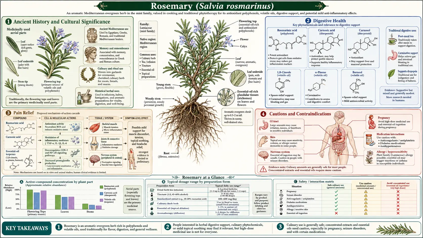 Rosemary — scientific infographic poster