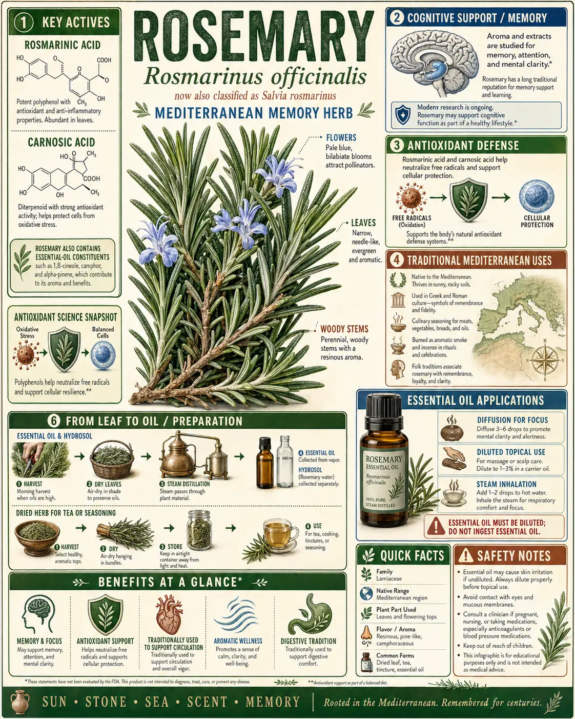 Botanical illustration of Salvia rosmarinus (rosemary) showing the full plant with roots, needle-like leaves, purple-blue flowers, dried powder in a bowl, bundled sprigs, and fresh cuttings