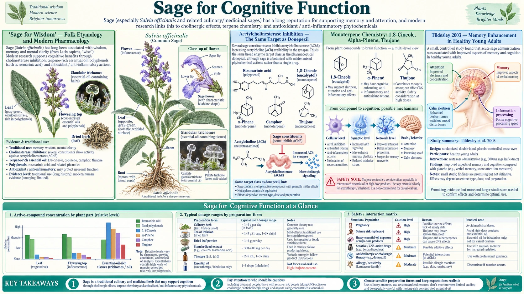 Cognitive Function — scientific infographic poster