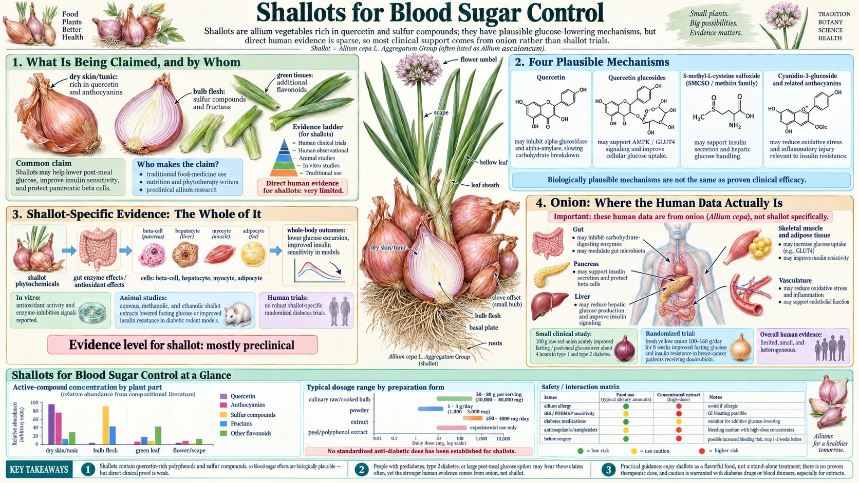 Blood Sugar — scientific infographic poster
